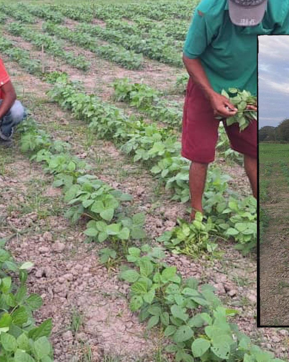 Asoportuguesa🌱 tweet media