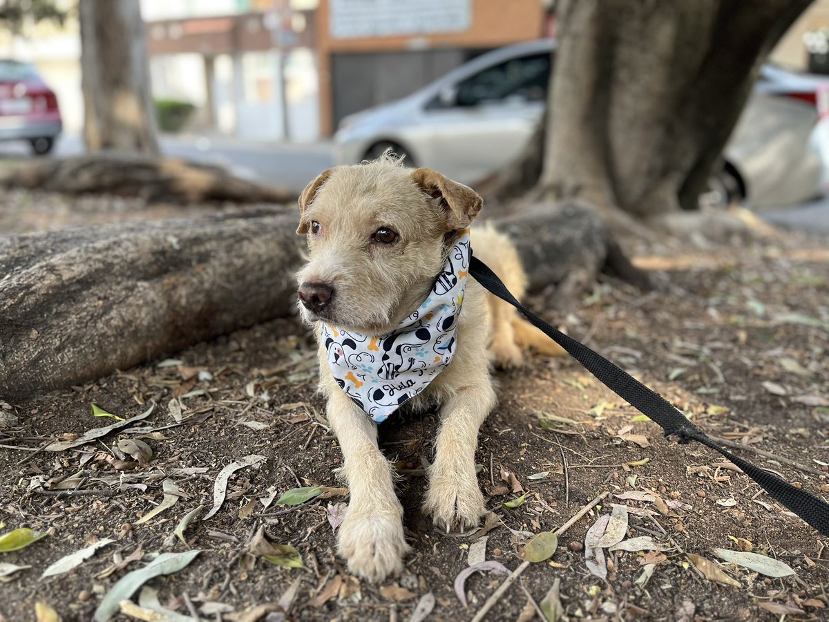 Soy Lalito y estoy en busca de una familia.🥺🙏🏼

Tengo 5 años,talla chica a mediana,protocolo completo.
Estoy en CDMX.
#AdoptaSalvaUnaVida