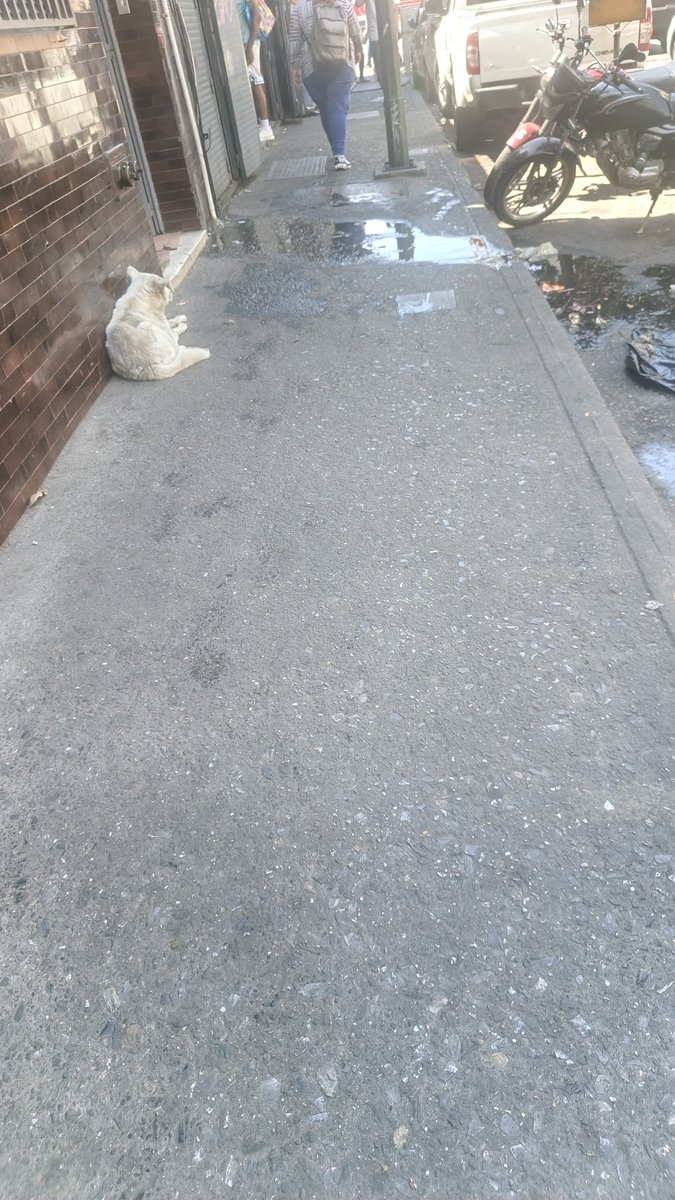 Este perrito se encuentra por la esquina de Maderero en la Av Baralt, estaba de paso cerca de la panadería el Torbes se ve decaído requiere atención, resguardo o adopción #UrgenteCOMPARTAN <a href="/PerroUsuario/">PerroUsuario Wof '•'</a>
