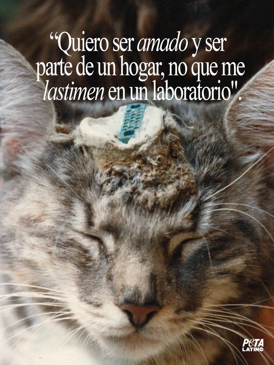 PETA Latino tweet media