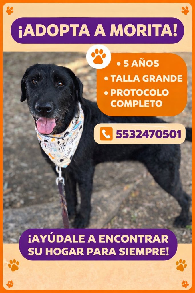 #AdoptaSalvaUnaVida