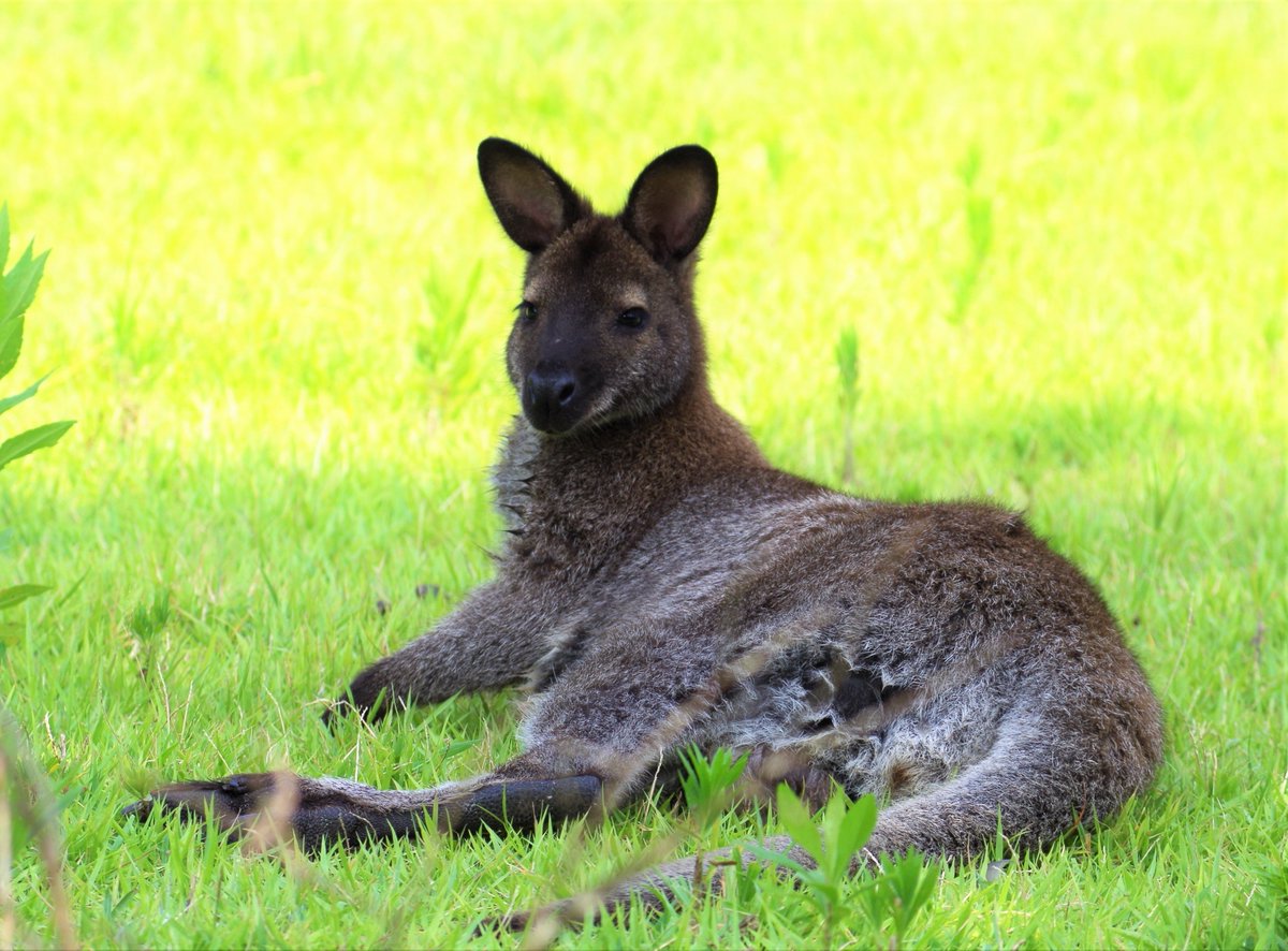鹿児島市平川動物公園 tweet media