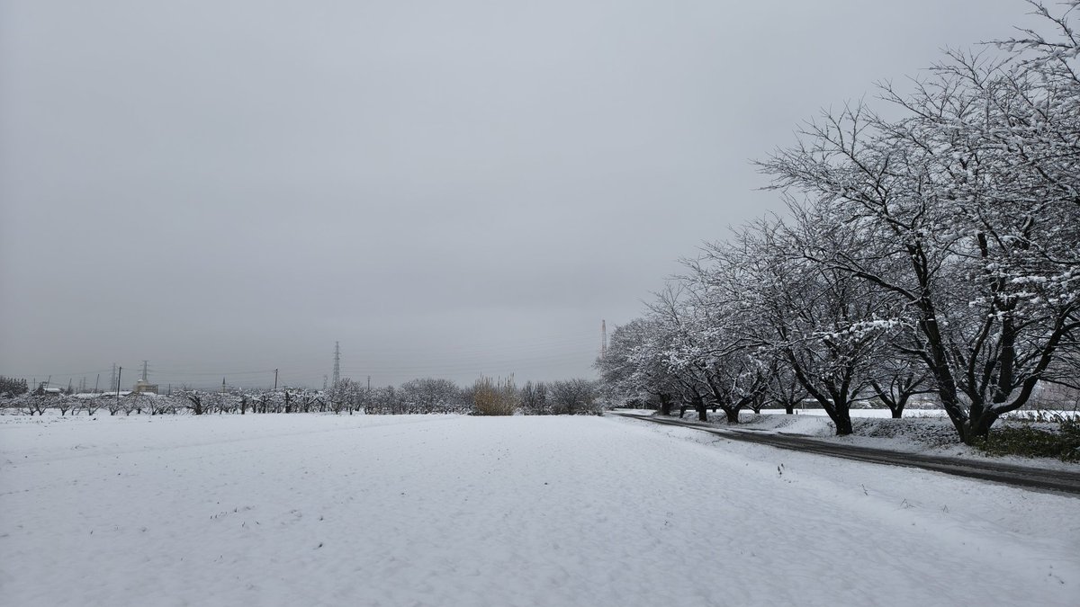 おはようございます❄
雪降る通勤路🚗³₃
路面はわだち他シャーベット
足元注意で🫡
現在の気温は0度で日中の最高気温は10度の予報😯
はにゃ(੭ ᐕ))?今日思ったより暖かくなりそうです💦

皆さん健康第一で福のある素敵な1日を👋🥸
#イマソラ
#空ネット
#福島市
 #福の空
 #ギャラリー梟前