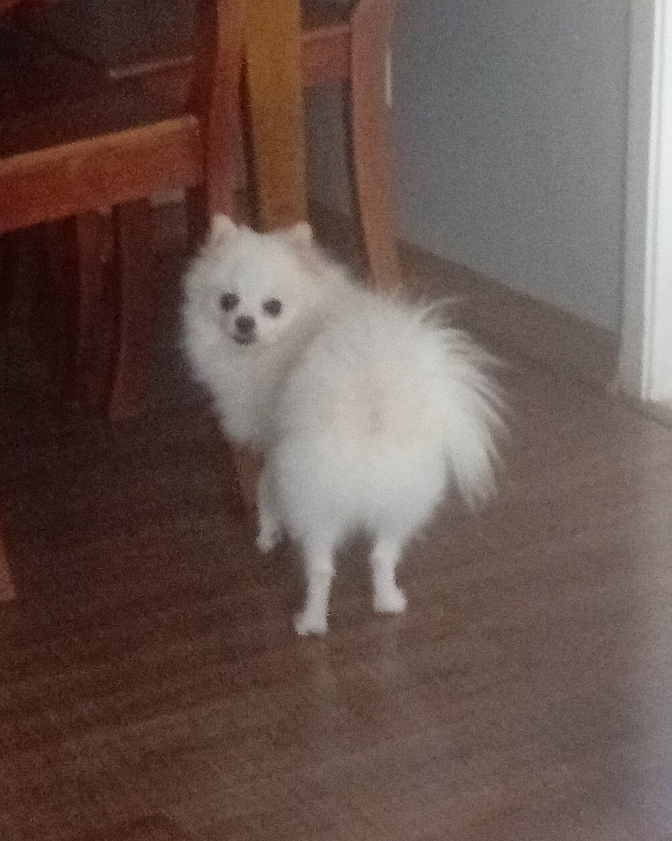 ⛩️Keyko Sweet⛩️ | Live2d Rigger(Commissions Open) tweet media