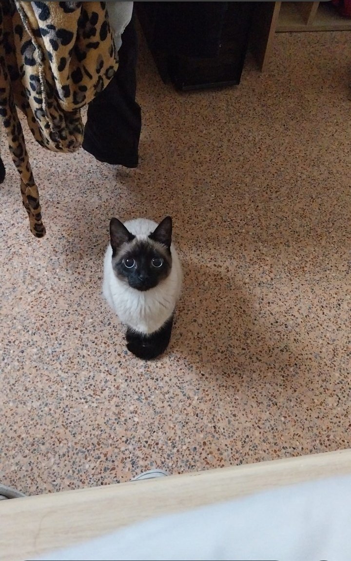 @El_Junix:Fernanfloofuetuinfancia?Si:likeNo:i tweet media