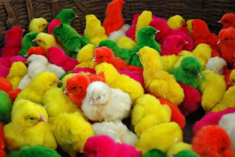 مجلس خبراء القيادة في ايران وعدد أعضائه ٨٦ هو الذي سيختار خليفة خامنئي 
#ايران 
#المرشد_الاعلى 
#خامنئي