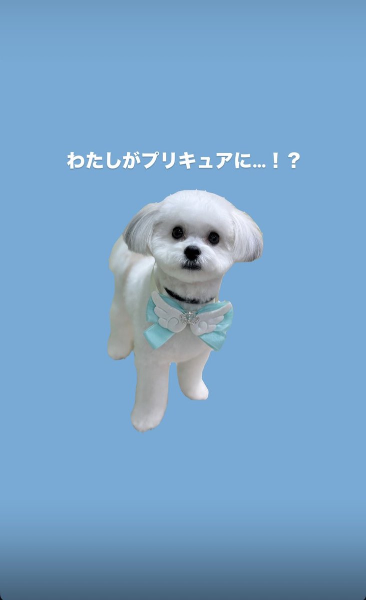 u99yu's tweet photo. 🐶✨👑 https://t.co/4T5vgafKys