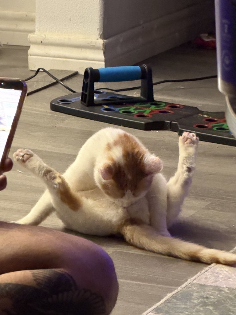 Anyone want a cat????