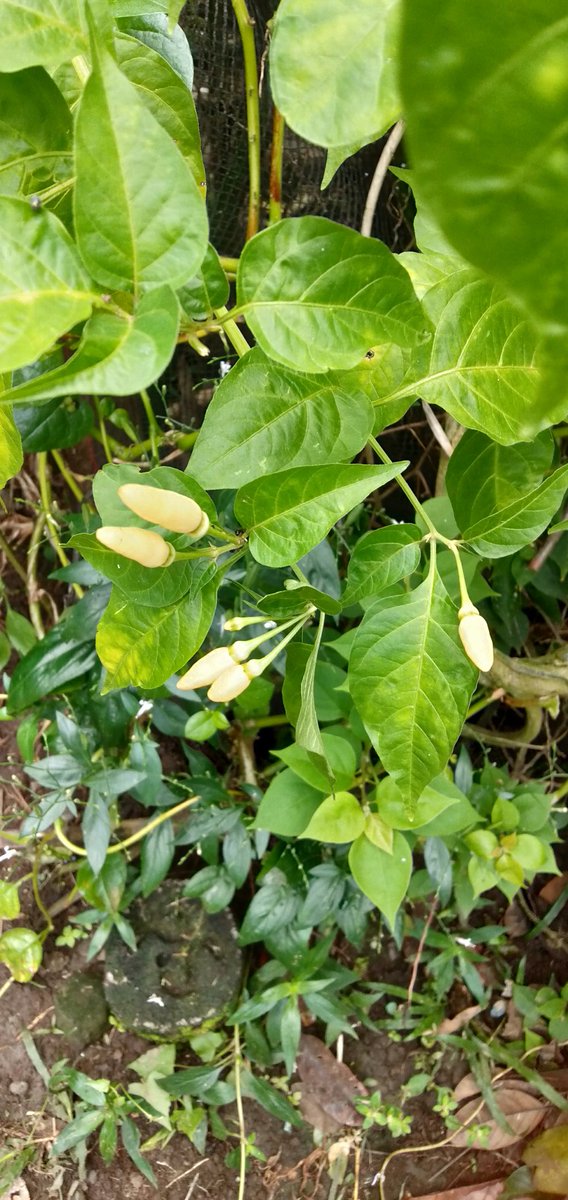MGraceging's tweet photo. Good morning X.
I show you X a white Chilli grows in the corner. But nephew spotted and said wow white chilis nice to my pork BBQ😲i said not yet in season, you try red chilis
Chilis😊. https://t.co/jFGAyuU5Ru