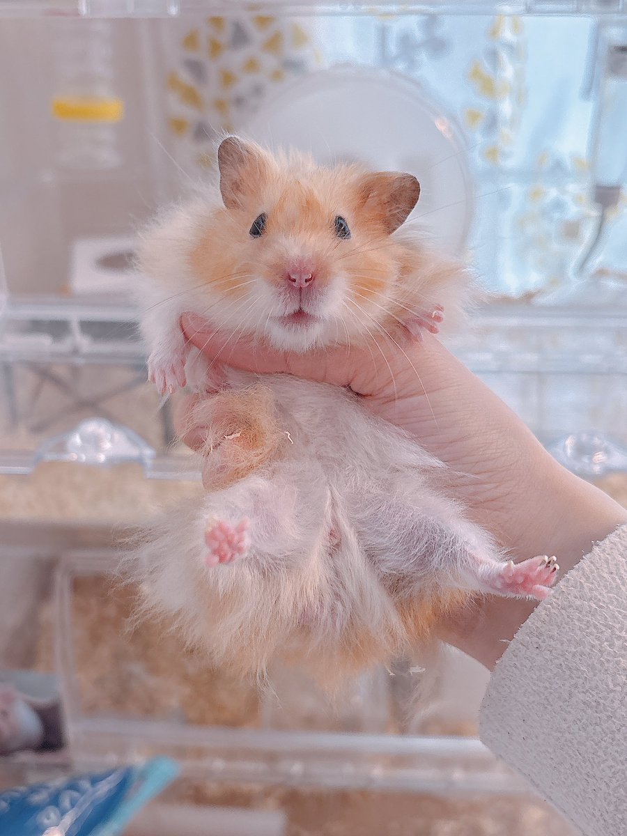Post by ハムちゃん🐹 on X: gm🐹