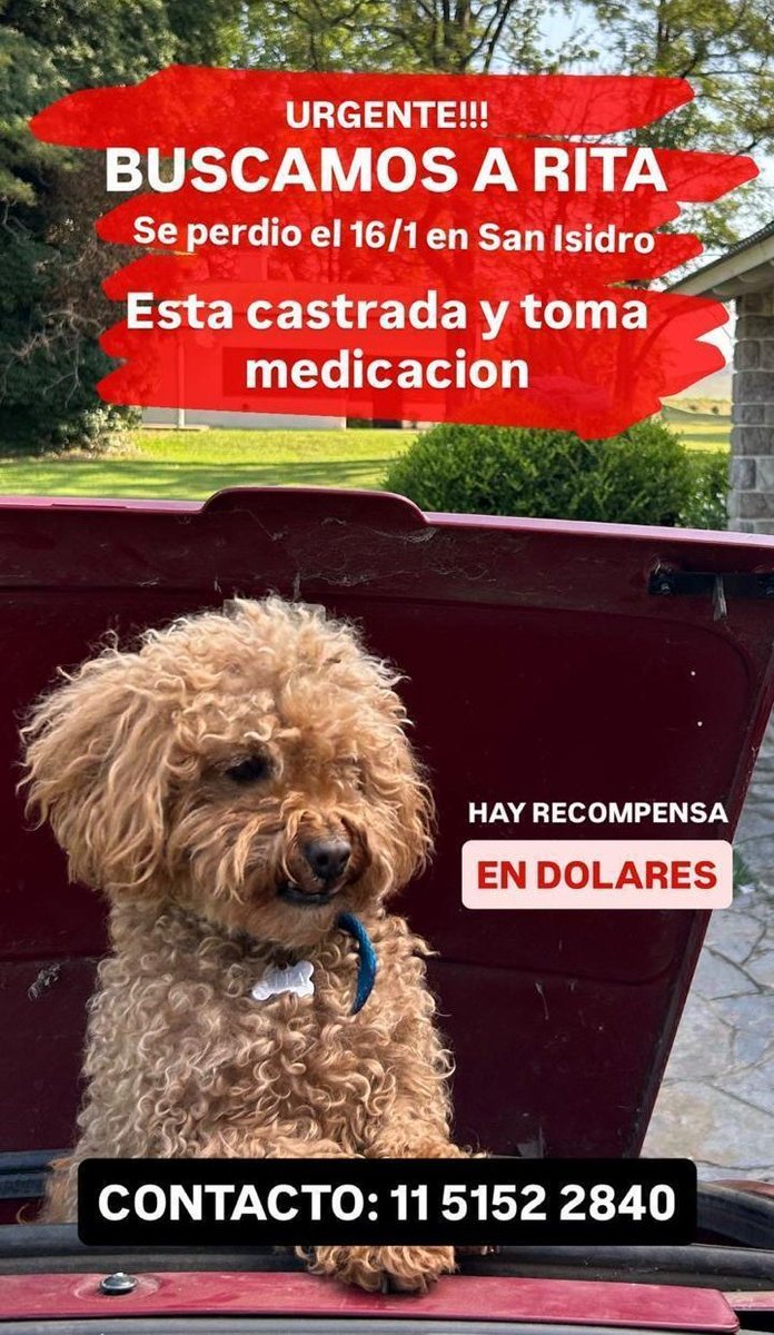 🚨 BUSCAMOS A RITA 🚨
Rita se perdió en #SanIsidro el 16/1 y su familia la sigue buscando. TOMA MEDICACIÓN. Tenía collar con chapita. 
Por favor, NOS AYUDAN A DIFUNDIR?
#BuenosAires #ZonaNorte