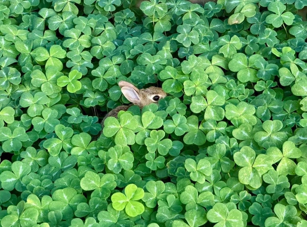 클로버 토끼를 발견한 당신~🍀
오늘 보드랍고 행복한 하루 보내시길 💚
