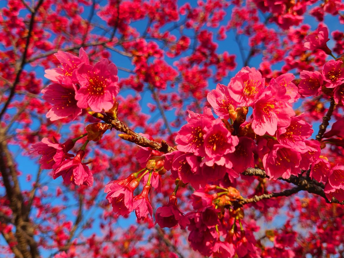 soma☘️ tweet media