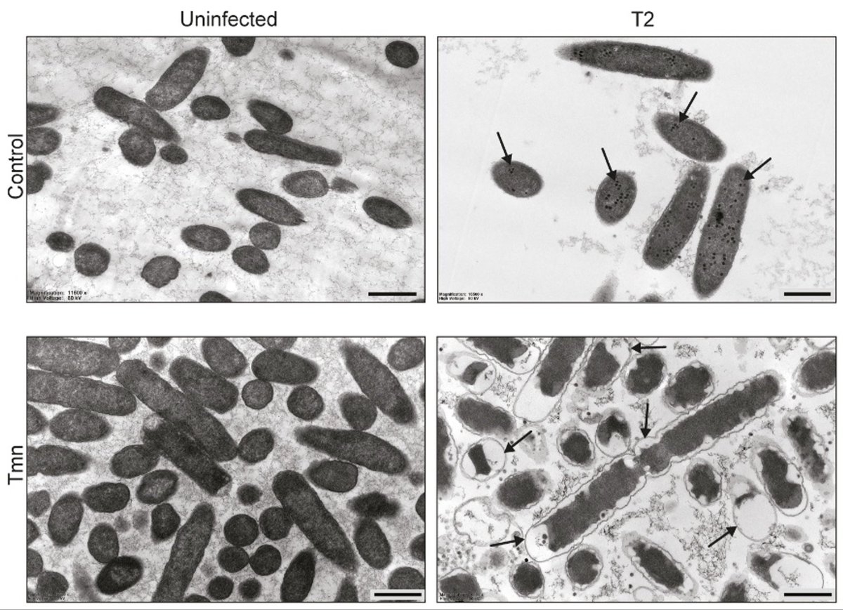 ugobananas tweet media