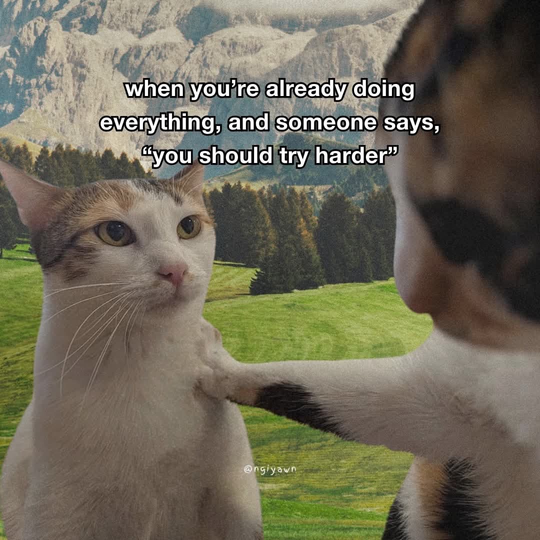 Cat Posted (@catposted) on Twitter photo 