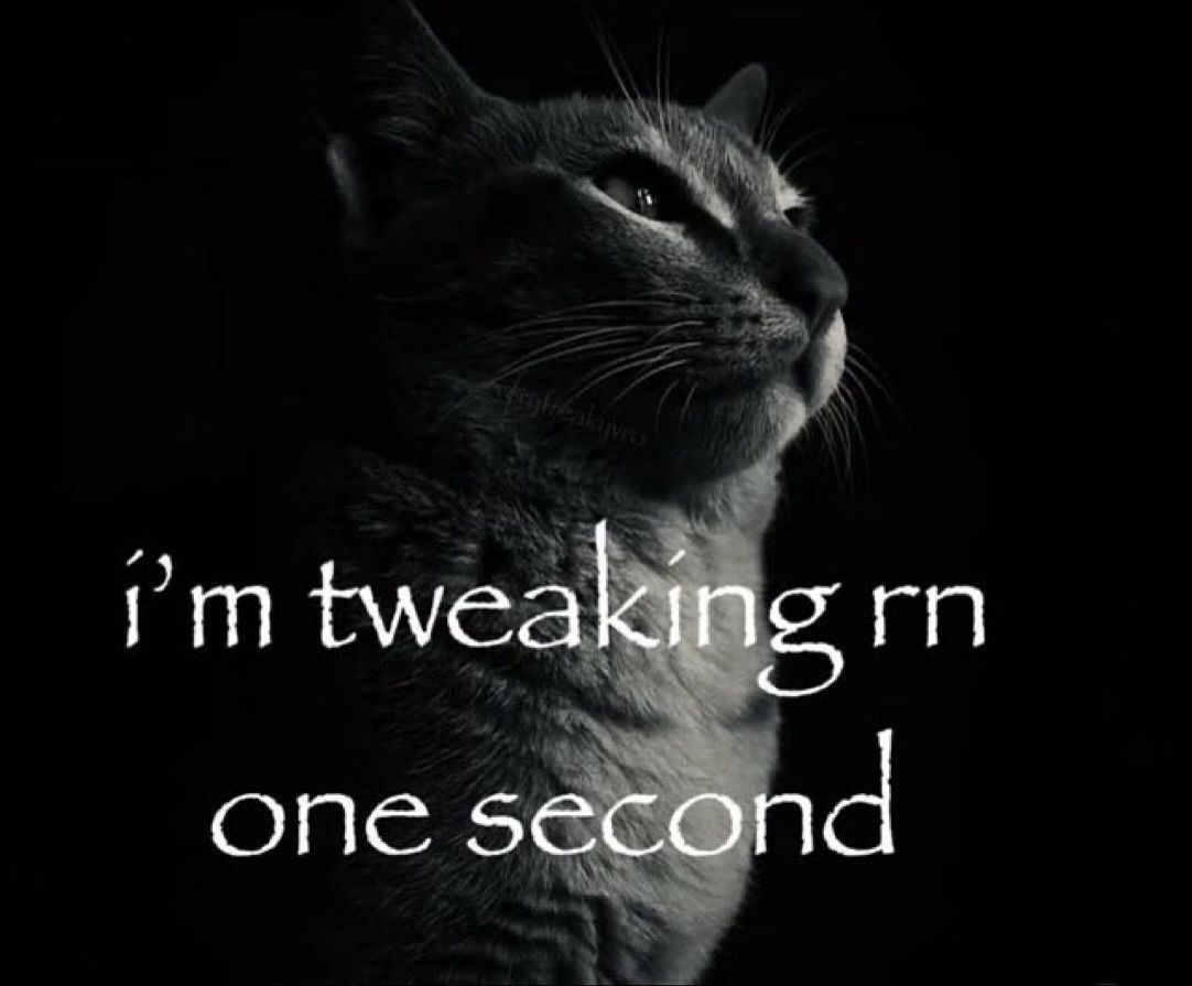 Cat Posted (@catposted) on Twitter photo 