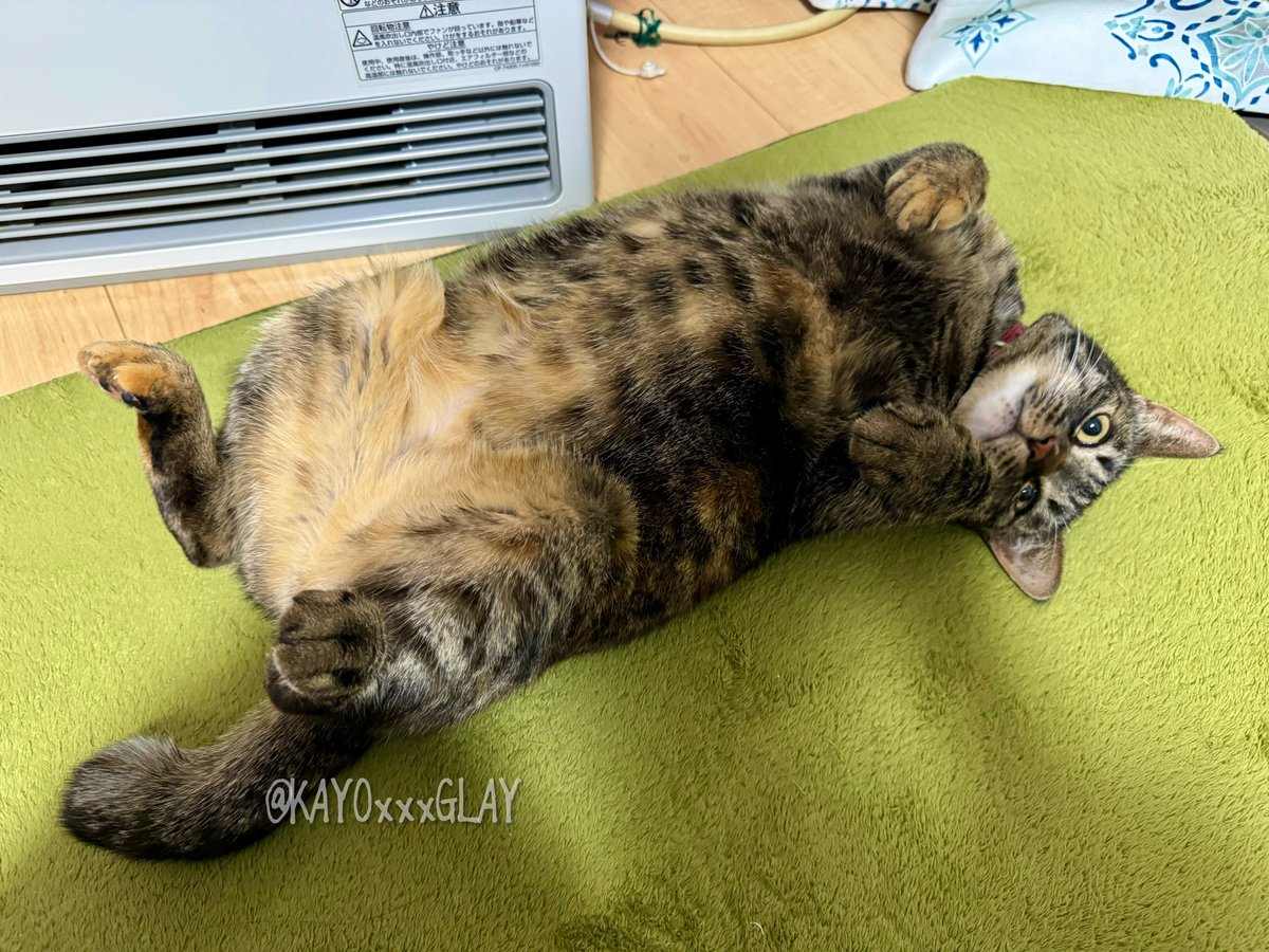 ここは誰にも譲らないニャ／ #猫