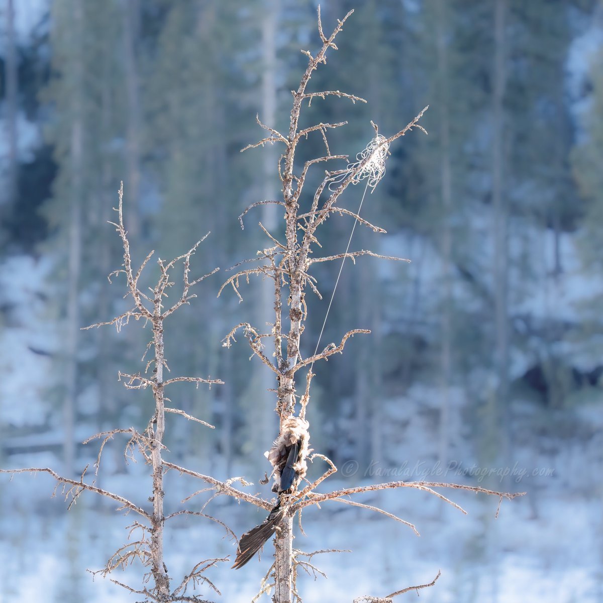 Kamala and Kyle Photography tweet media