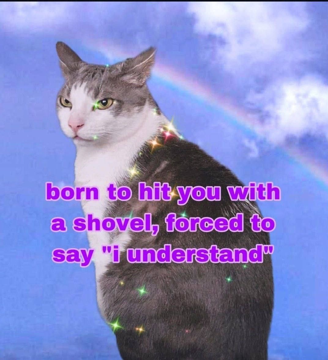 Cat Posted (@catposted) on Twitter photo 