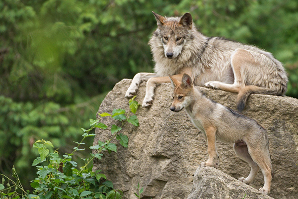 NM_LawLibrary's tweet photo. On March 3rd, it’s World Wildlife Day. Stop by the Supreme Court Law Library for books on animals, conservation, and the law. #WorldWildlifeDay #NM_LawLibrary #NMCourts https://t.co/WjLl3HytSd