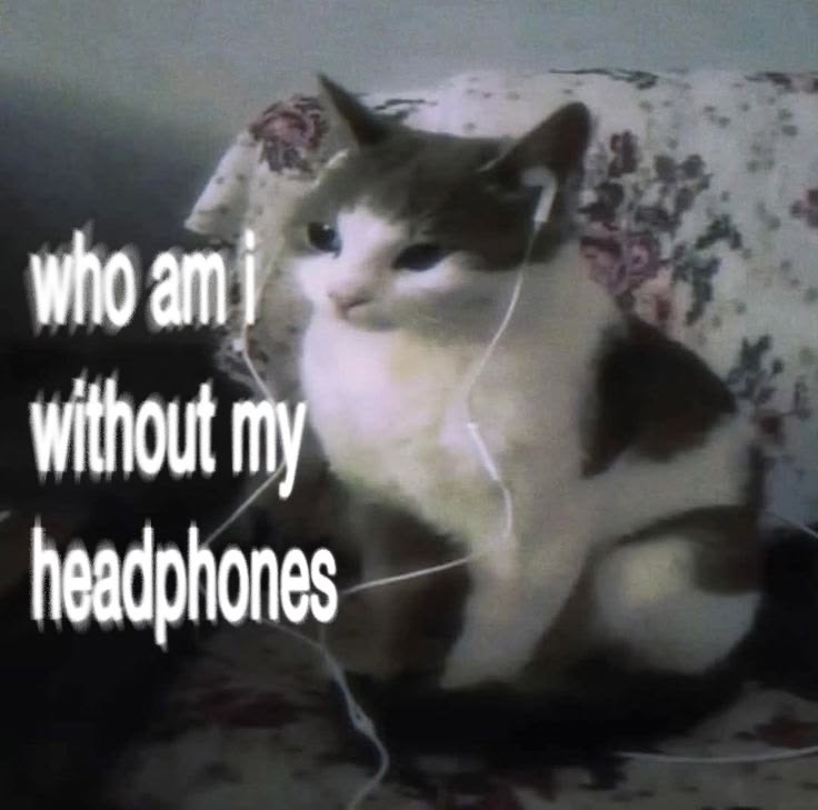 Cat Posted (@catposted) on Twitter photo 