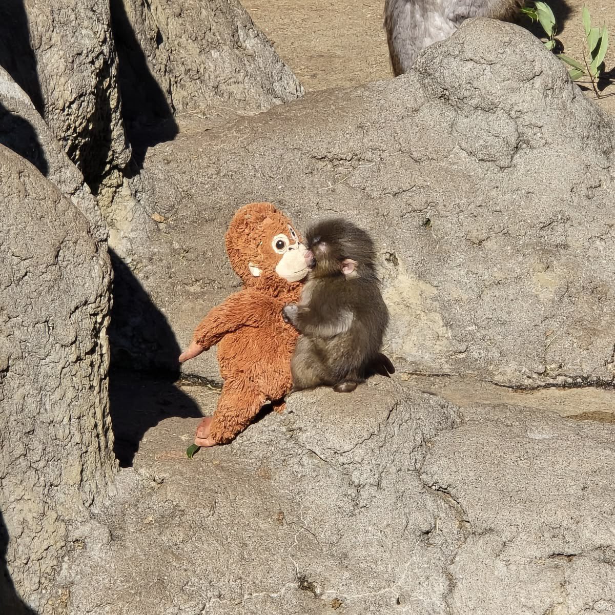 💖 (@twaniimals) on Twitter photo 