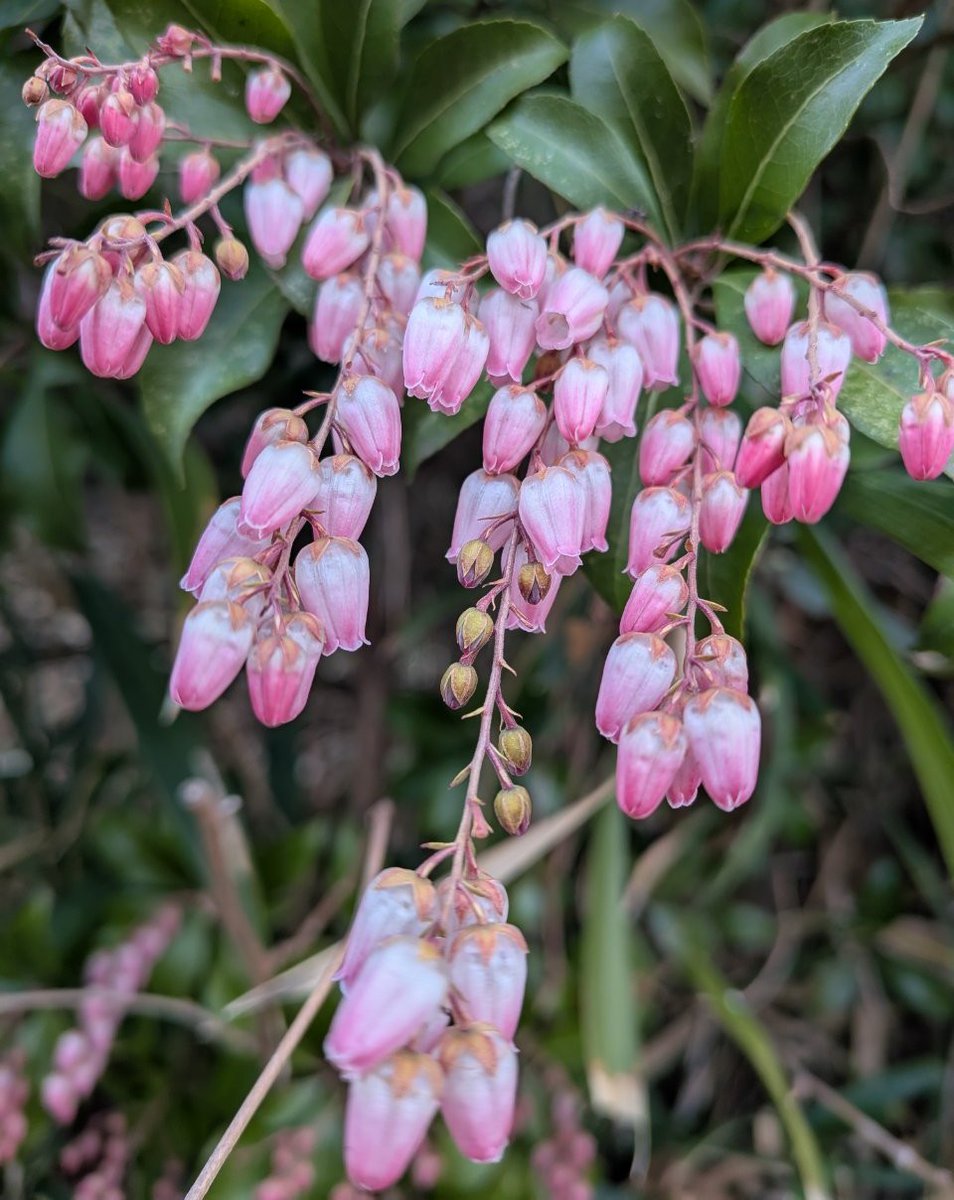 ウルップ草 tweet media