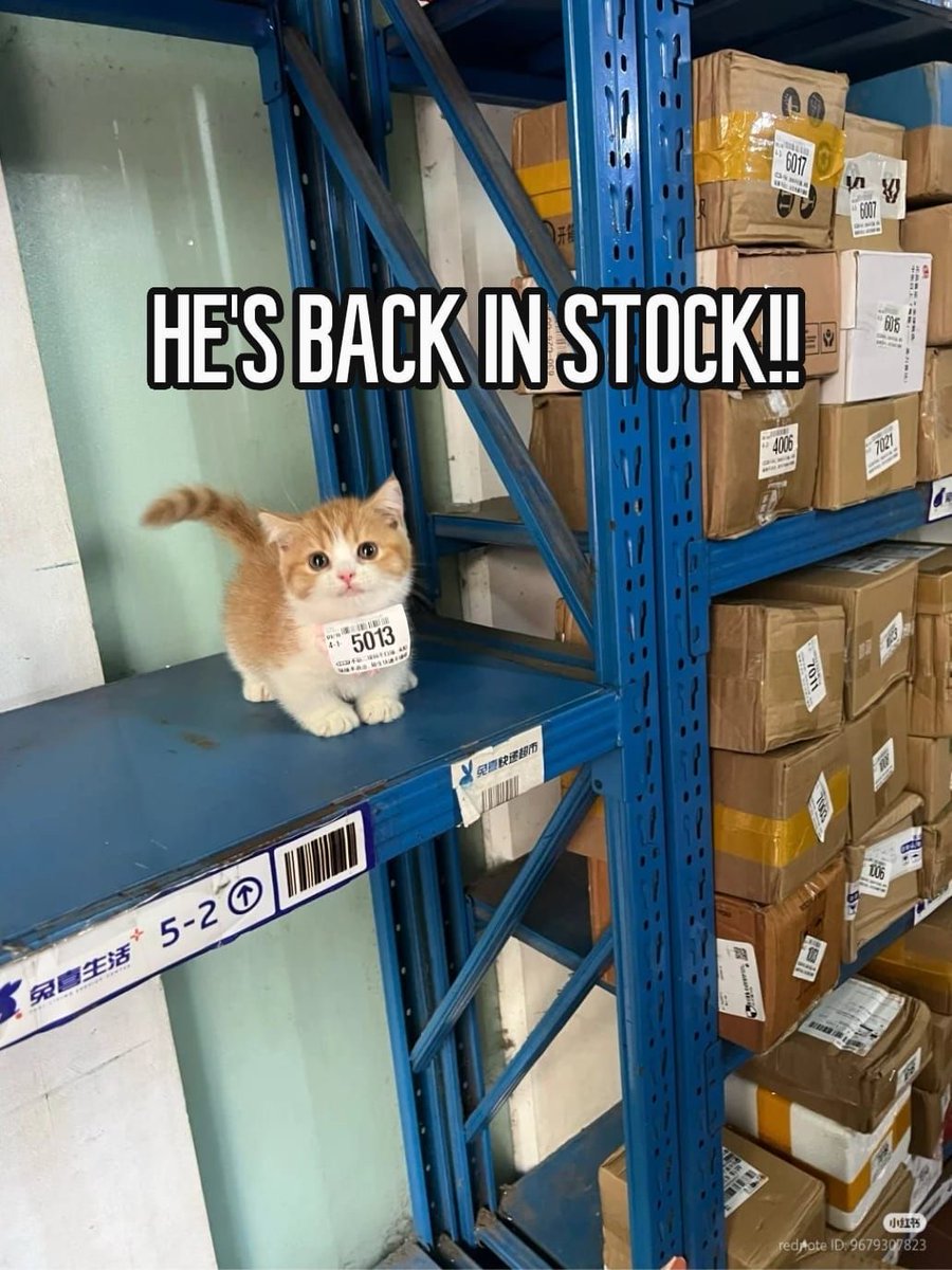 Cat Posted (@catposted) on Twitter photo 