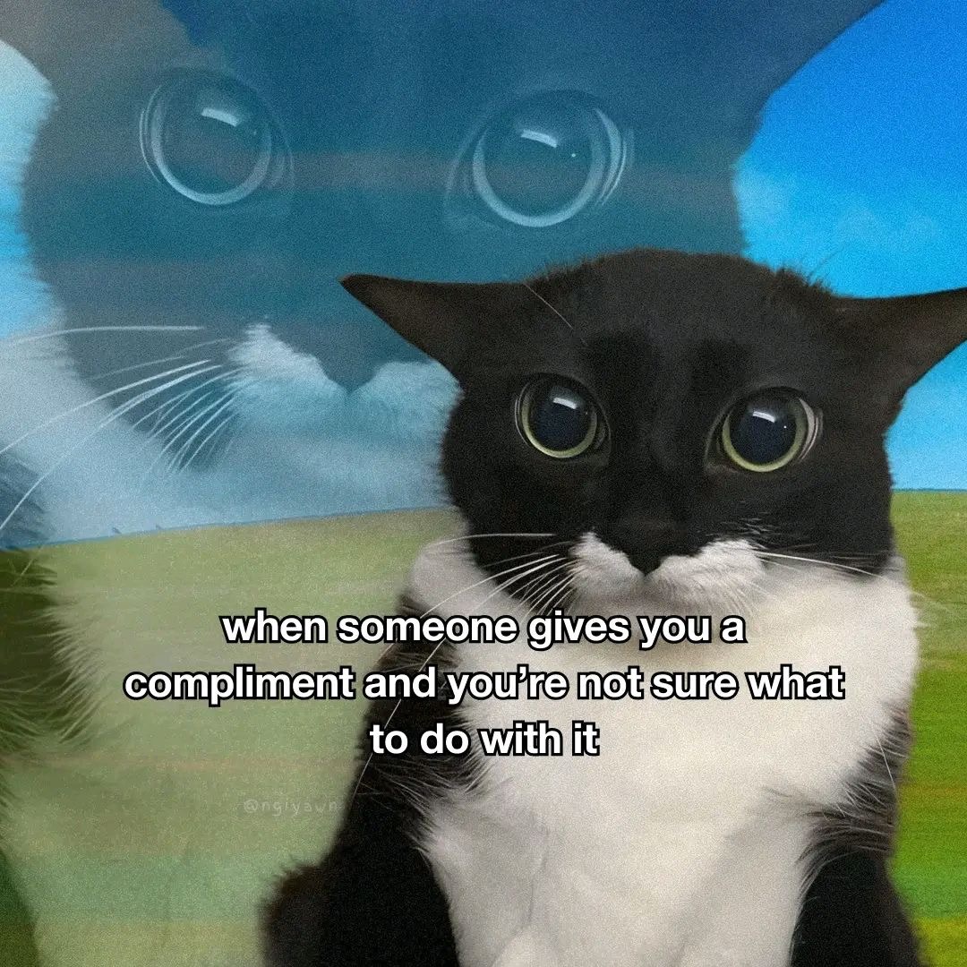 Cat Posted (@catposted) on Twitter photo 