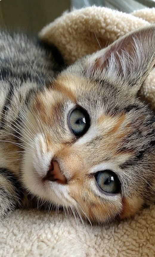 vivaneil tweet media