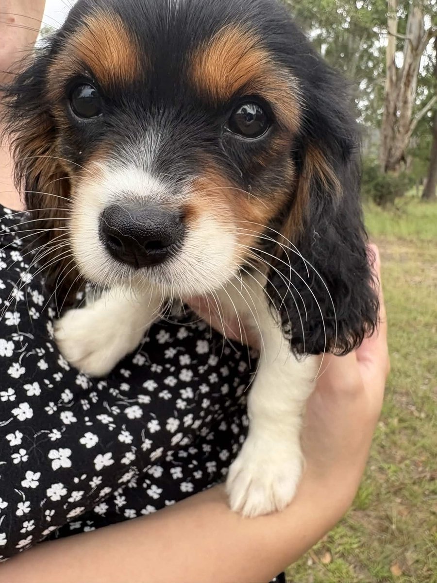 millymon tweet media