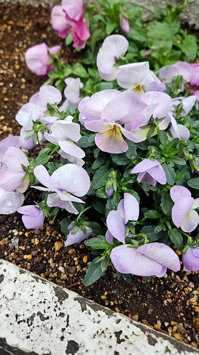 阿部博明 tweet media