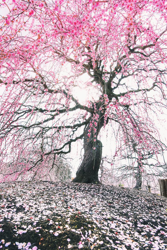 RUIbot!【TeamScarlets】🎮🤔 tweet media