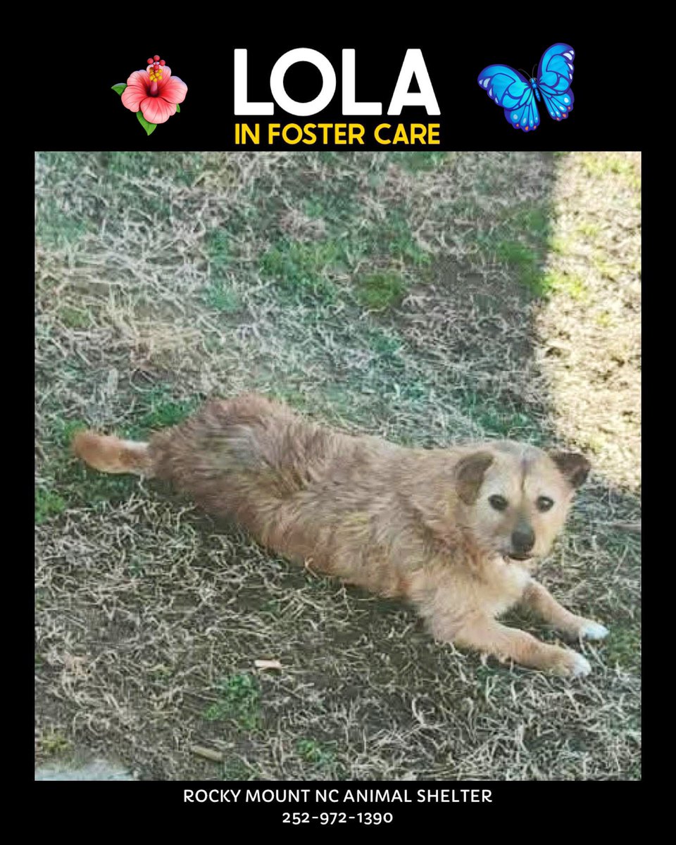 Amber, Belle & Kingston 🐾 tweet media