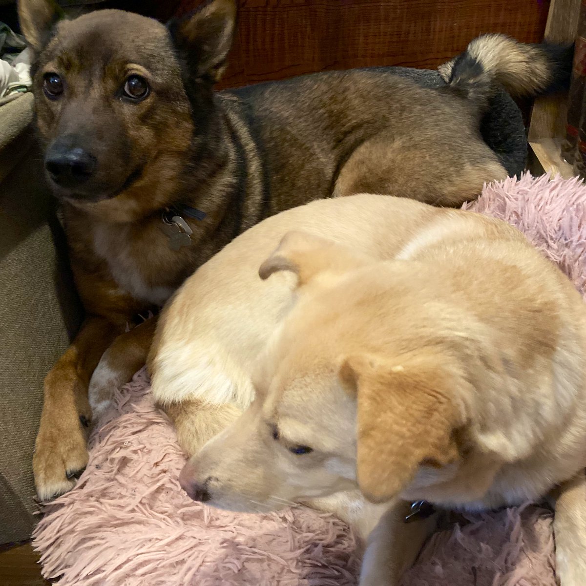 にいで家のママ@子育て中👶 tweet media