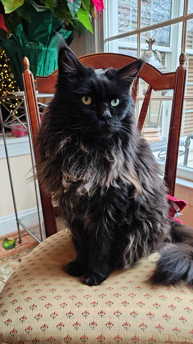 Squircle_MFT's tweet photo. Smoke is a 10 year old black haired maine coon who was the runt of his litter but even with his small size &amp; health issues early in life, he was a fearless &amp; affectionate cat. He was 1 of the most interesting cats I have ever met.
Today, we unfortunately had to say goodbye to him https://t.co/gSugpCwKts