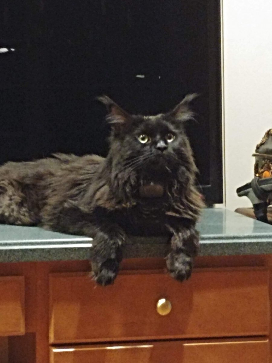 Squircle_MFT's tweet photo. Smoke is a 10 year old black haired maine coon who was the runt of his litter but even with his small size &amp; health issues early in life, he was a fearless &amp; affectionate cat. He was 1 of the most interesting cats I have ever met.
Today, we unfortunately had to say goodbye to him https://t.co/gSugpCwKts