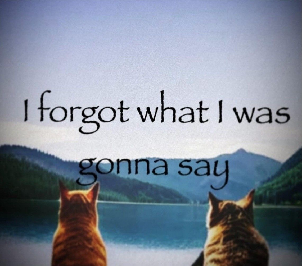 Cat Posted (@catposted) on Twitter photo 