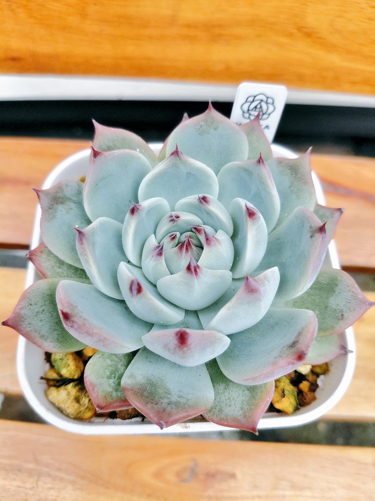 ぱっちゅーた tweet media