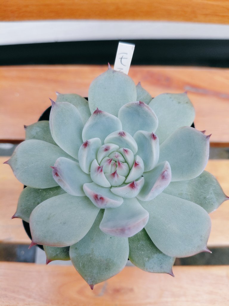 ぱっちゅーた tweet media