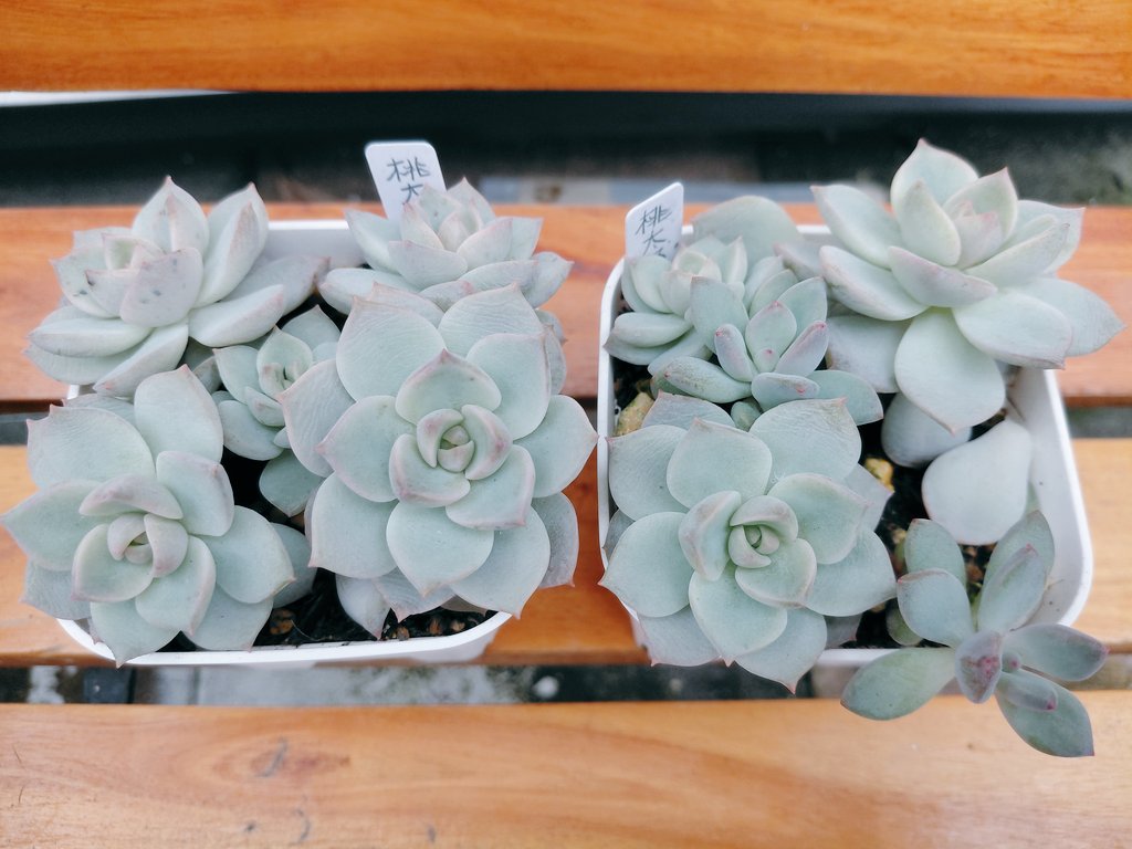 ぱっちゅーた tweet media