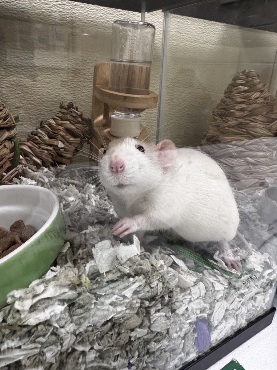 The MSPCA is seeking rat lovers — "and anyone looking for a less conventional small pet" — after dozens of rats were surrendered from a single home last month. Learn more: wpri.com/new-england/ma… 

(📸: MSPCA-Angell)