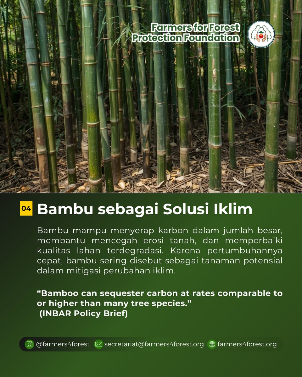 🎋 Bambu 
🇮🇩 Versi Bahasa Indonesia
Bambu adalah tanaman dari famili rumput (Poaceae) yang tumbuh sangat cepat dan banyak ditemukan di wilayah tropis, termasuk Indonesia. 
#Bambu #HHBK #SustainableForestry #VillageEconomy #ClimateSolution