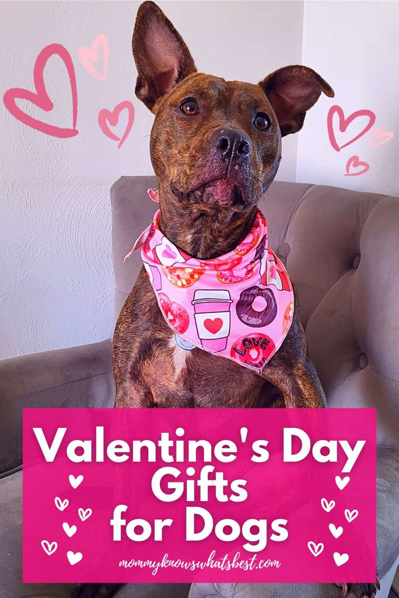 MKWBbyMarissa's tweet image. Valentine's Day for Dogs

Read more 👉 lttr.ai/AoxDs

#dogs #pets #valentinesday