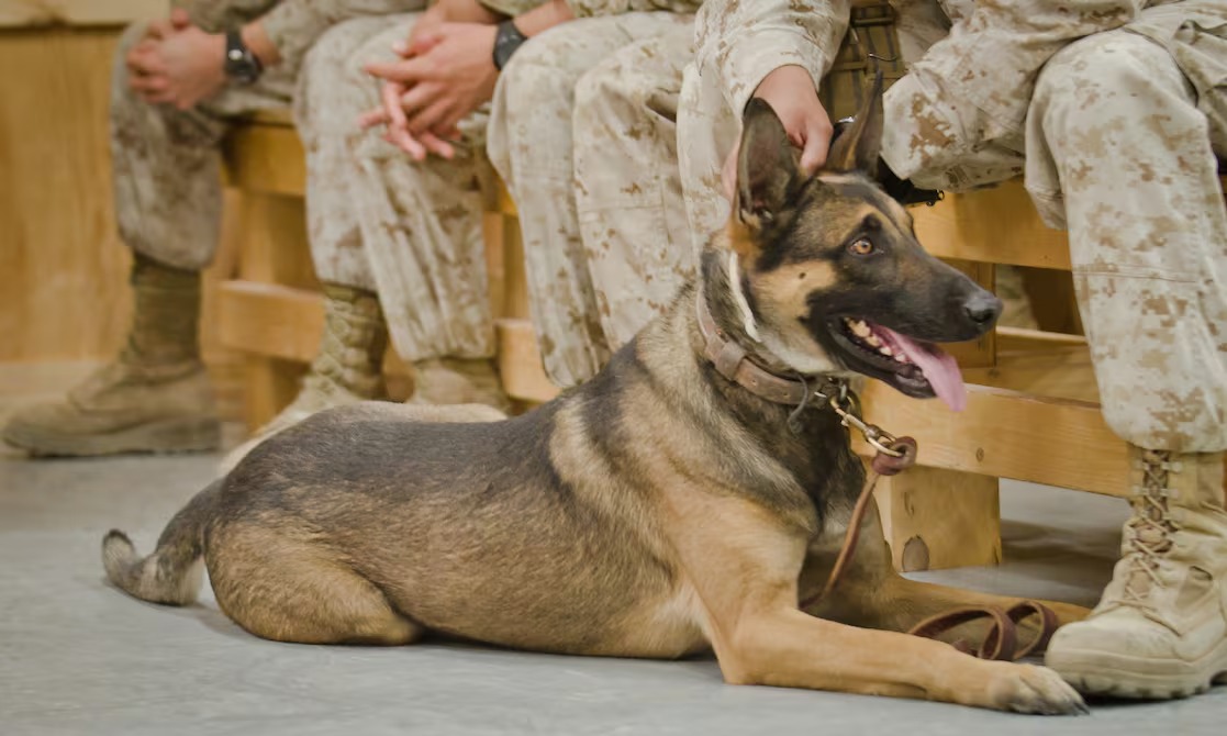 #Internacional | “Lesiones por calor, parásitos y estrés severo”: escándalo en el Pentágono por la muerte de cuatro perros militares bajo malas condiciones de vida ow.ly/q82V50YoTq0