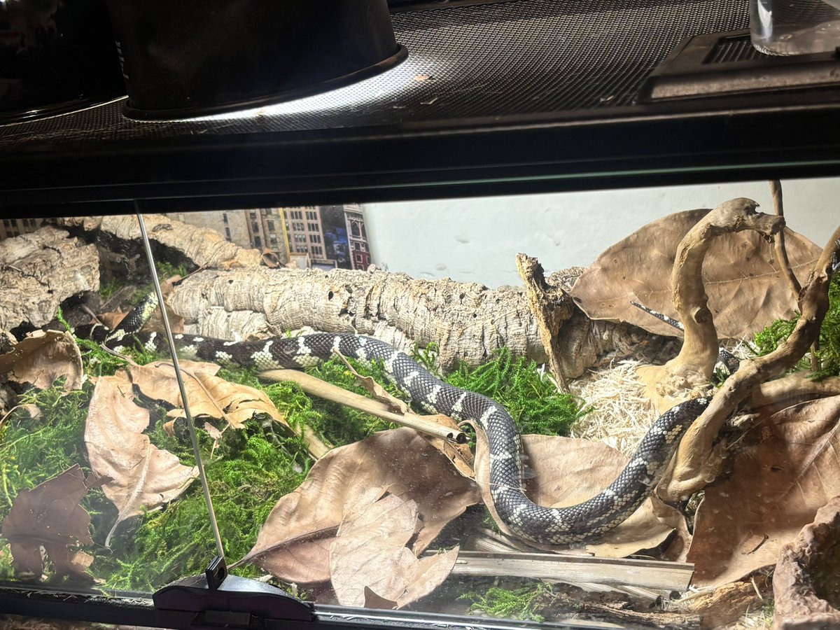 I changed up Ivy’s enclosure