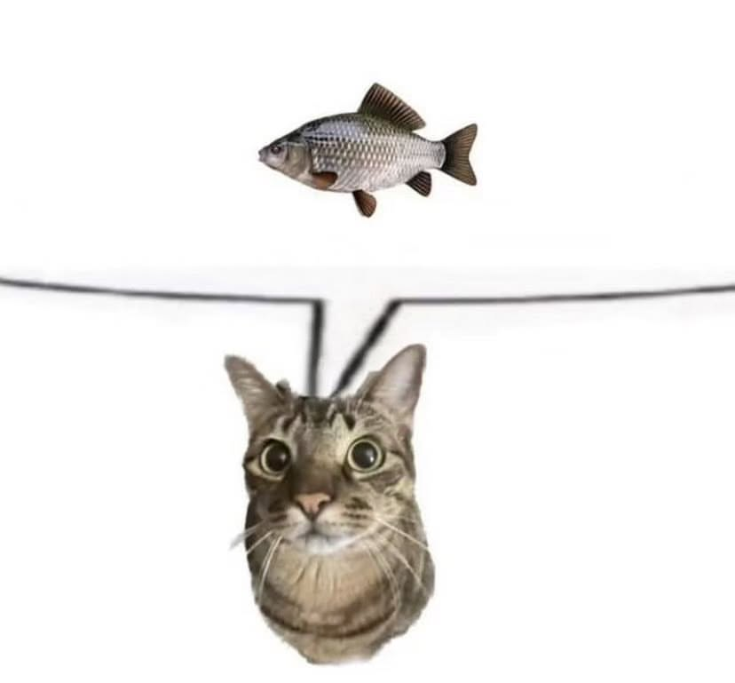 PunchingCat's tweet photo. https://t.co/vJYwBdiMMH