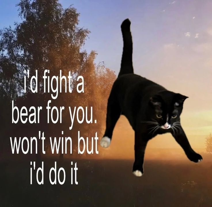 Cat Posted tweet media