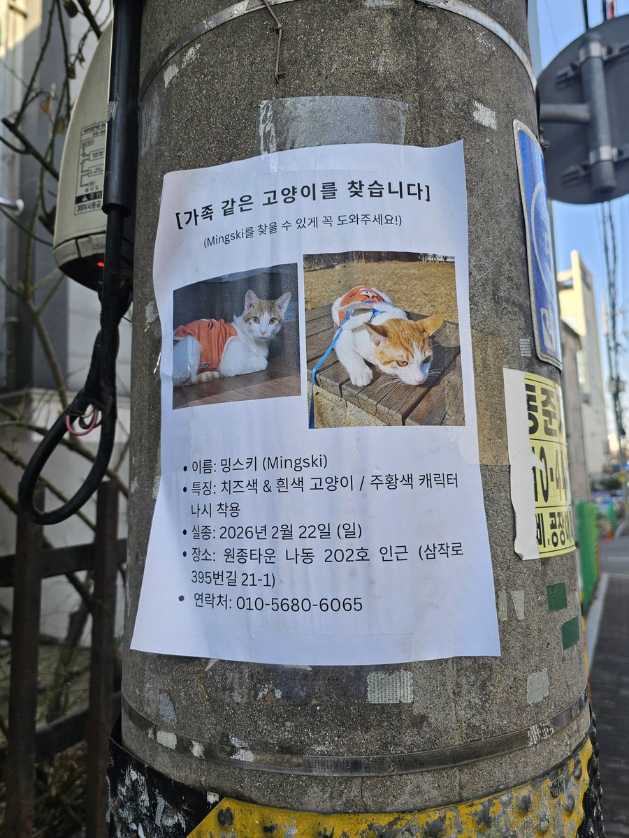 하나와애옹 tweet media