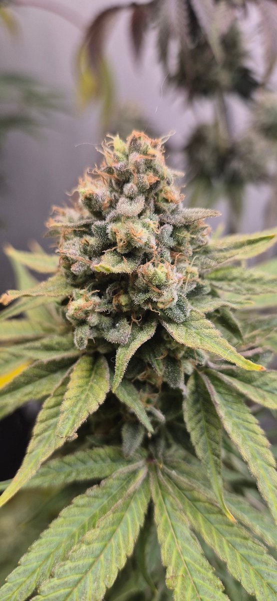 🔪🔪🔪💚💚💚